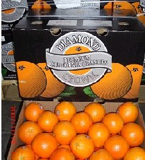 California Orange  Made in Korea